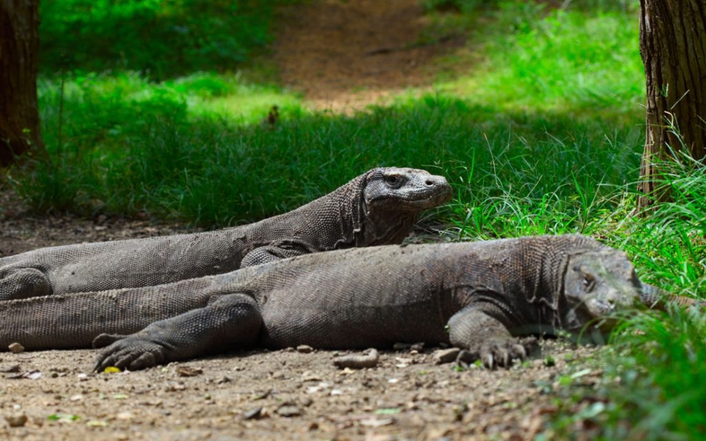 Waran Komodo JUNIOR Deutschland