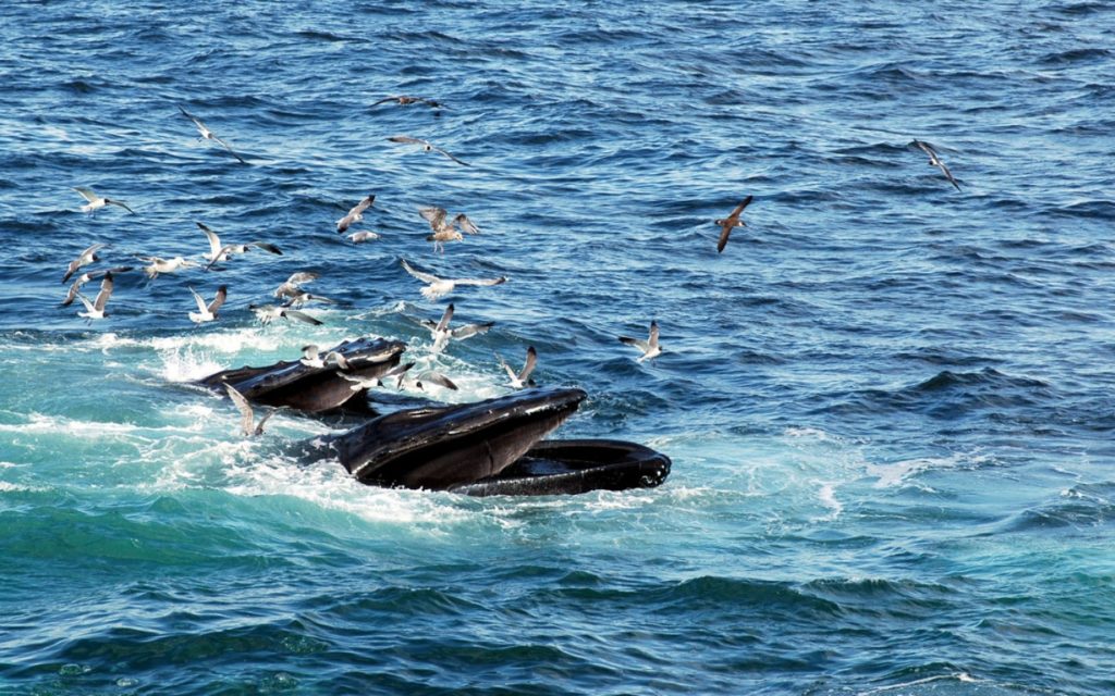 Buckelwal JUNIOR Deutschland