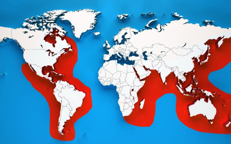 Hammerhai (Großer) JUNIOR Deutschland