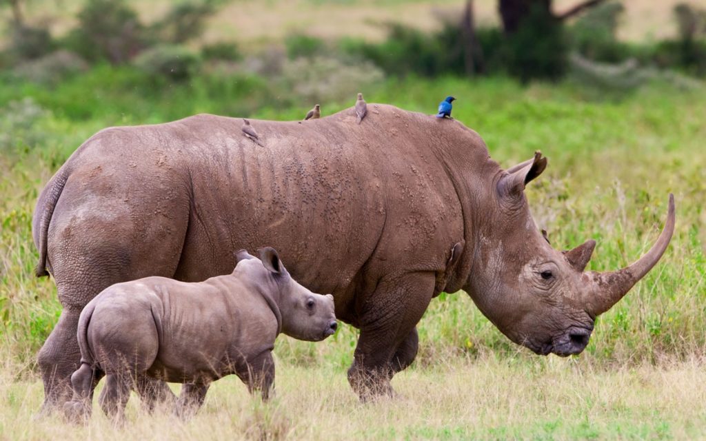 Nashorn - JUNIOR Deutschland