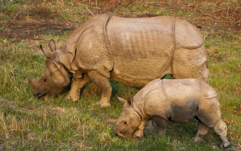 Nashorn - JUNIOR Deutschland