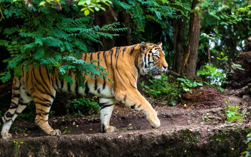Wie Lange Kann Ein Tiger Ohne Essen überleben Tiger - JUNIOR Deutschland