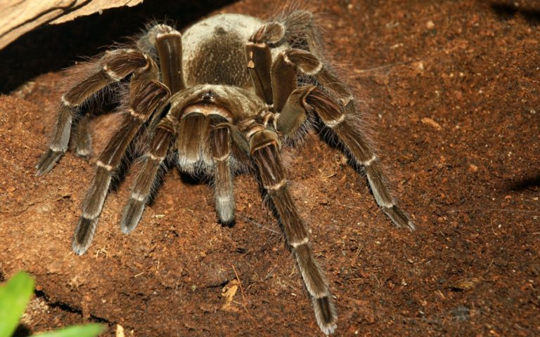 Vogelspinne - JUNIOR Deutschland