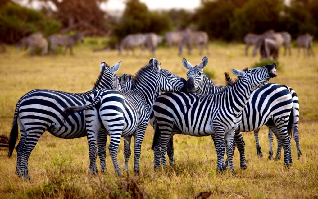 Zebra JUNIOR Deutschland