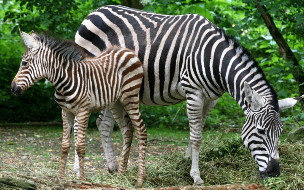 Zebra JUNIOR Deutschland