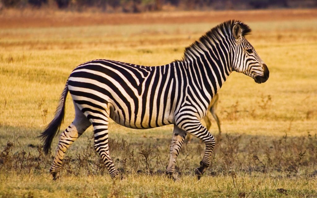 Zebra JUNIOR Deutschland