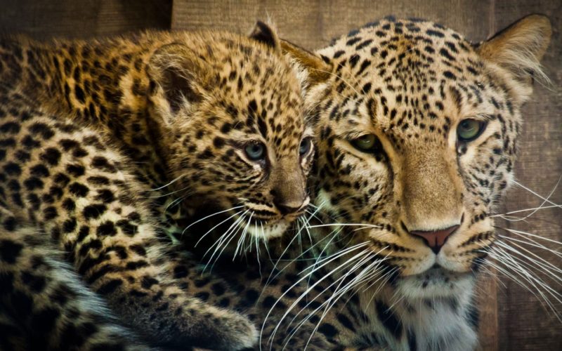 Leopard JUNIOR Deutschland