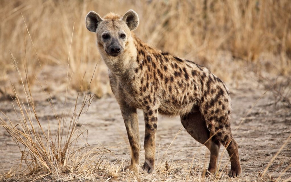 Hyäne JUNIOR Deutschland