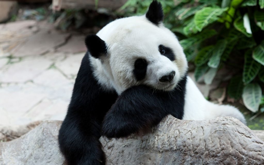 Pandabär JUNIOR Deutschland