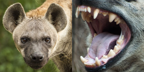 Hyäne - JUNIOR Deutschland