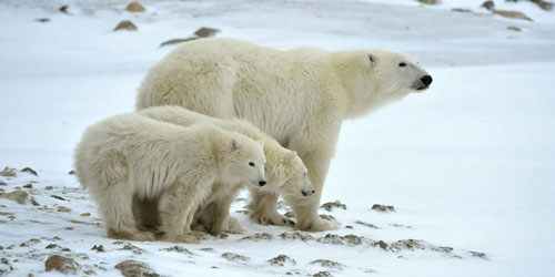Wie Viel Wiegt Ein Eisbär Eisbär - JUNIOR Deutschland