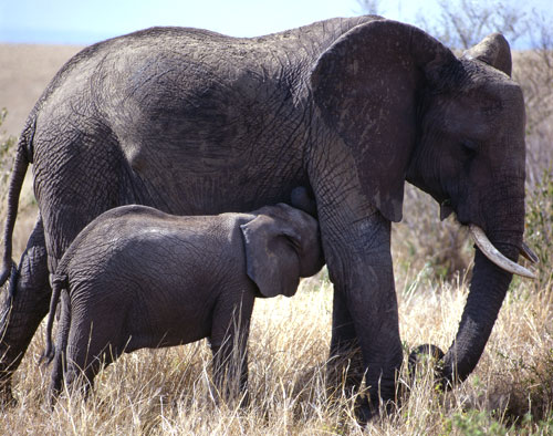 Elefant - JUNIOR Deutschland