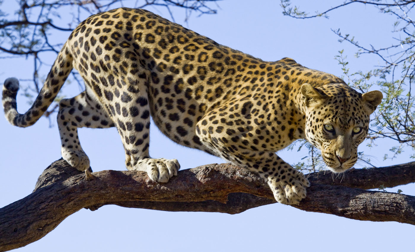 Leopard junior deutschland