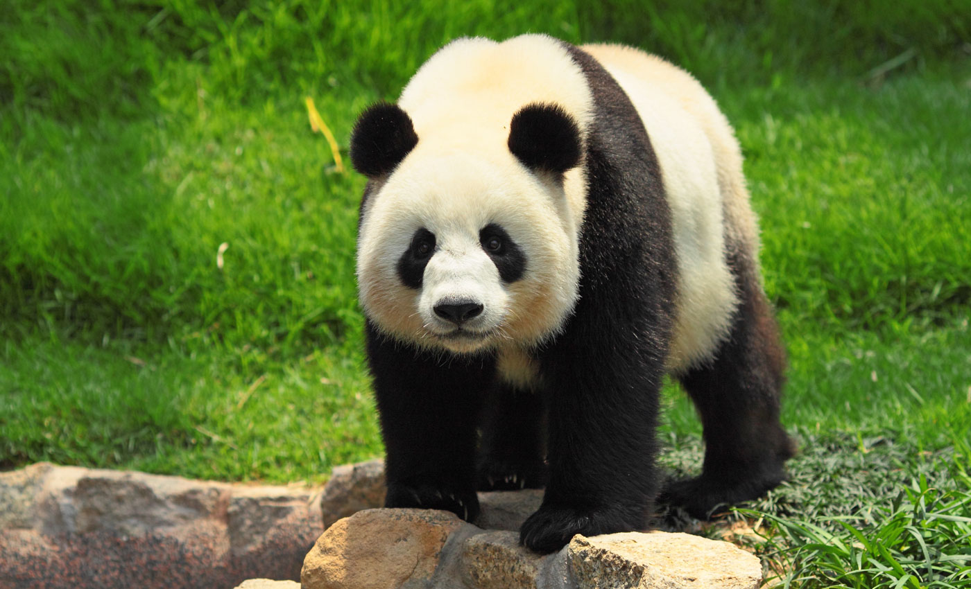 Pandab r junior deutschland