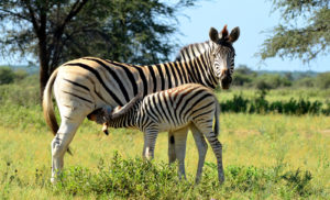 Zebra - JUNIOR Deutschland