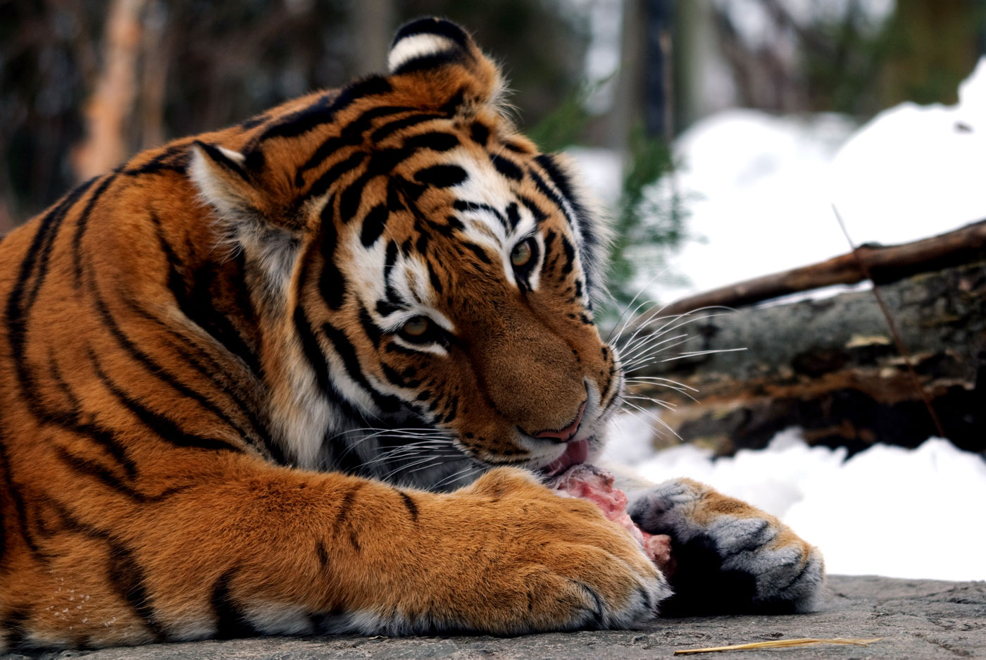 Tiger JUNIOR Deutschland