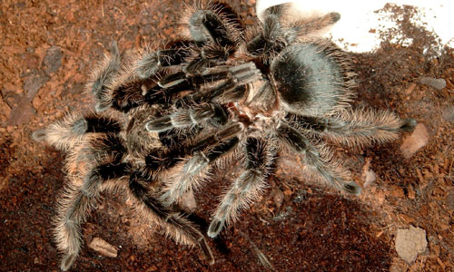 Vogelspinne - JUNIOR Deutschland