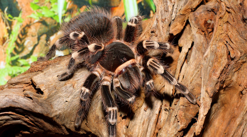 Vogelspinne JUNIOR Deutschland Vogelspinne JUNIOR Deutschland