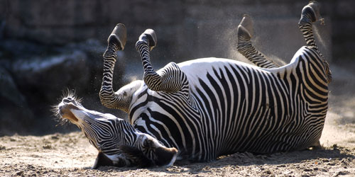 Zebra - JUNIOR Deutschland