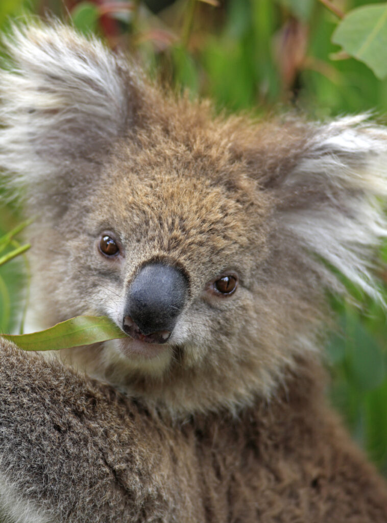 Tierquiz JUNIOR Deutschland